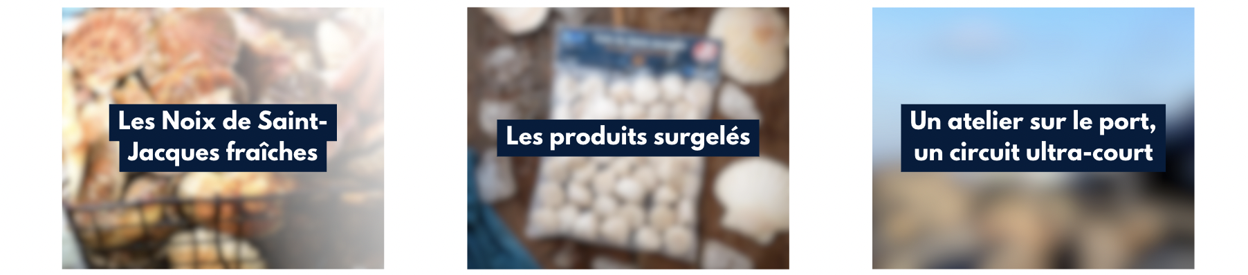 Les Noix de Saint-Jacques fraîches